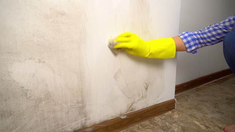 Best Attic Mold Removal  in Steele Creek, AK